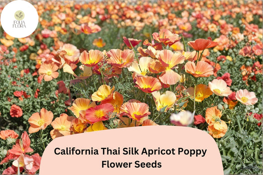 200+ California Thai Silk Apricot Poppy Seeds for Garden Planting - Vibrant Wildflower Mix
