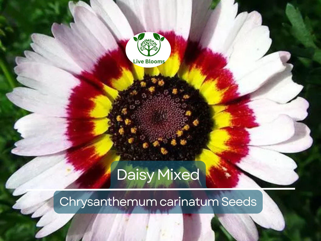 200 Seeds Painted Daisy Mixed Colors, Pollinators & Butterflies, Perennial, Non-GMO, Chrysanthemum Flowers, Garden Plants, Easy to Grow