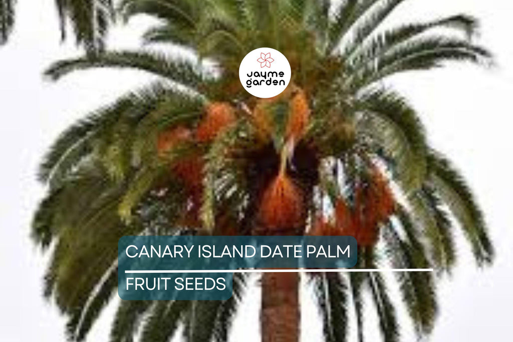 10 Canary Island Date Palm Seeds (Phoenix Canariensis) - Hardy Tropical Palm, 65 Ft Mature Height