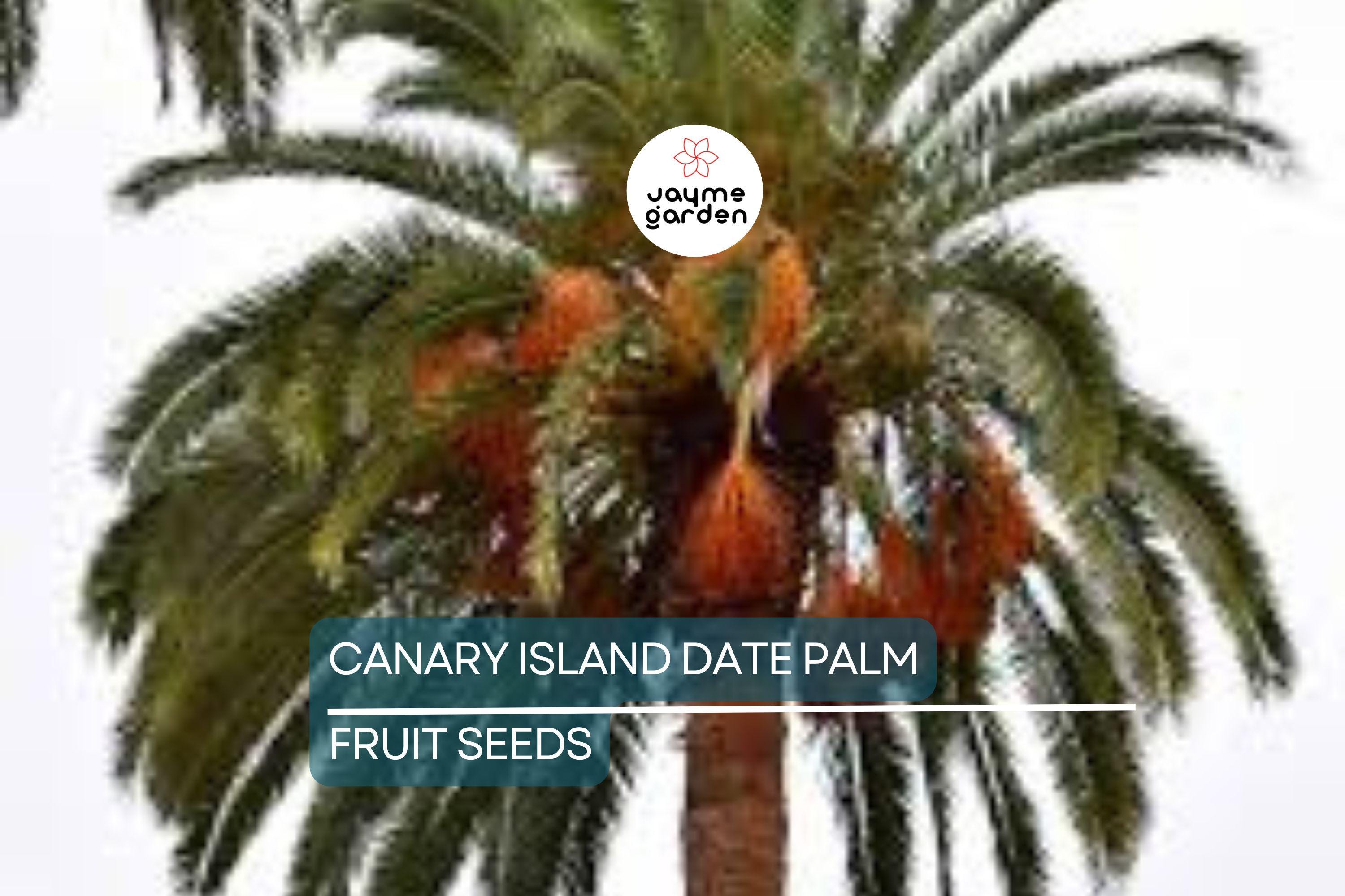 10 Canary Island Date Palm Seeds (Phoenix Canariensis) - Hardy Tropical Palm, 65 Ft Mature Height