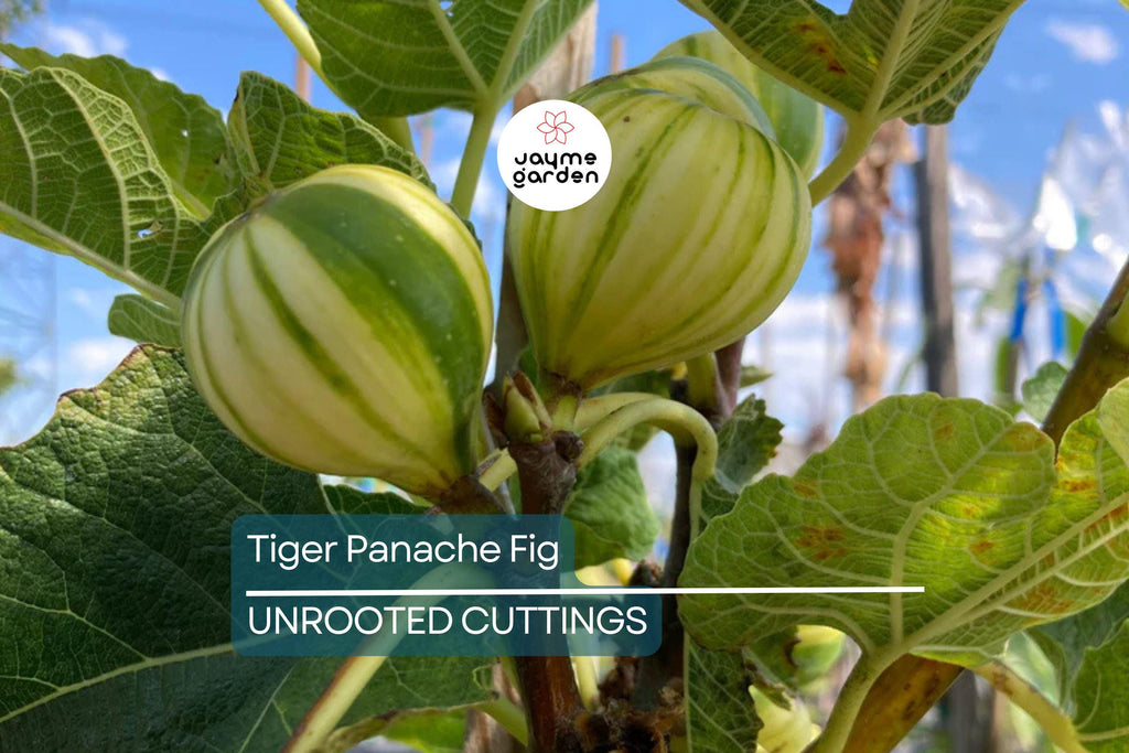 2 Tiger Panache Fig Cuttings – Variegated 6"+ Fresh Scions with 3+ Nodes for Rooting