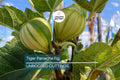 2 Tiger Panache Fig Cuttings – Variegated 6"+ Fresh Scions with 3+ Nodes for Rooting