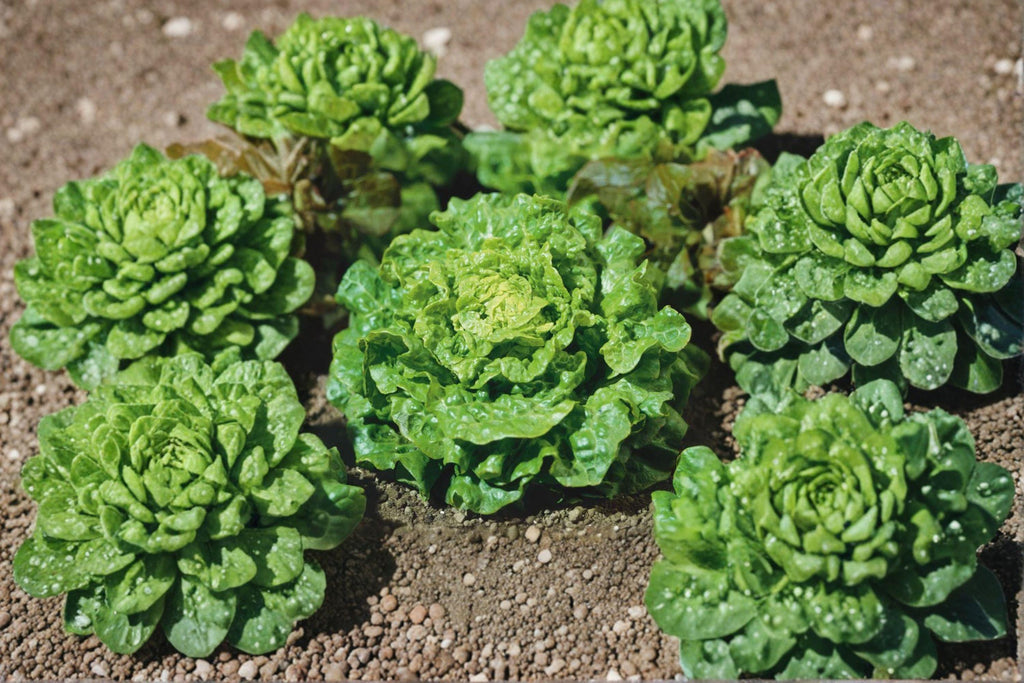 Tom Thumb – Butterhead Lettuce 700 Seeds | Mini Heirloom Lettuce | Compact Heads | Perfect for Containers