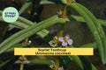 Scarlet Toothcup Seeds (Ammannia coccinea) – 1000 Native Wetland Seeds | Red Aquatic Wildflower | Pond Edge, Rain Garden | Zones 6–11