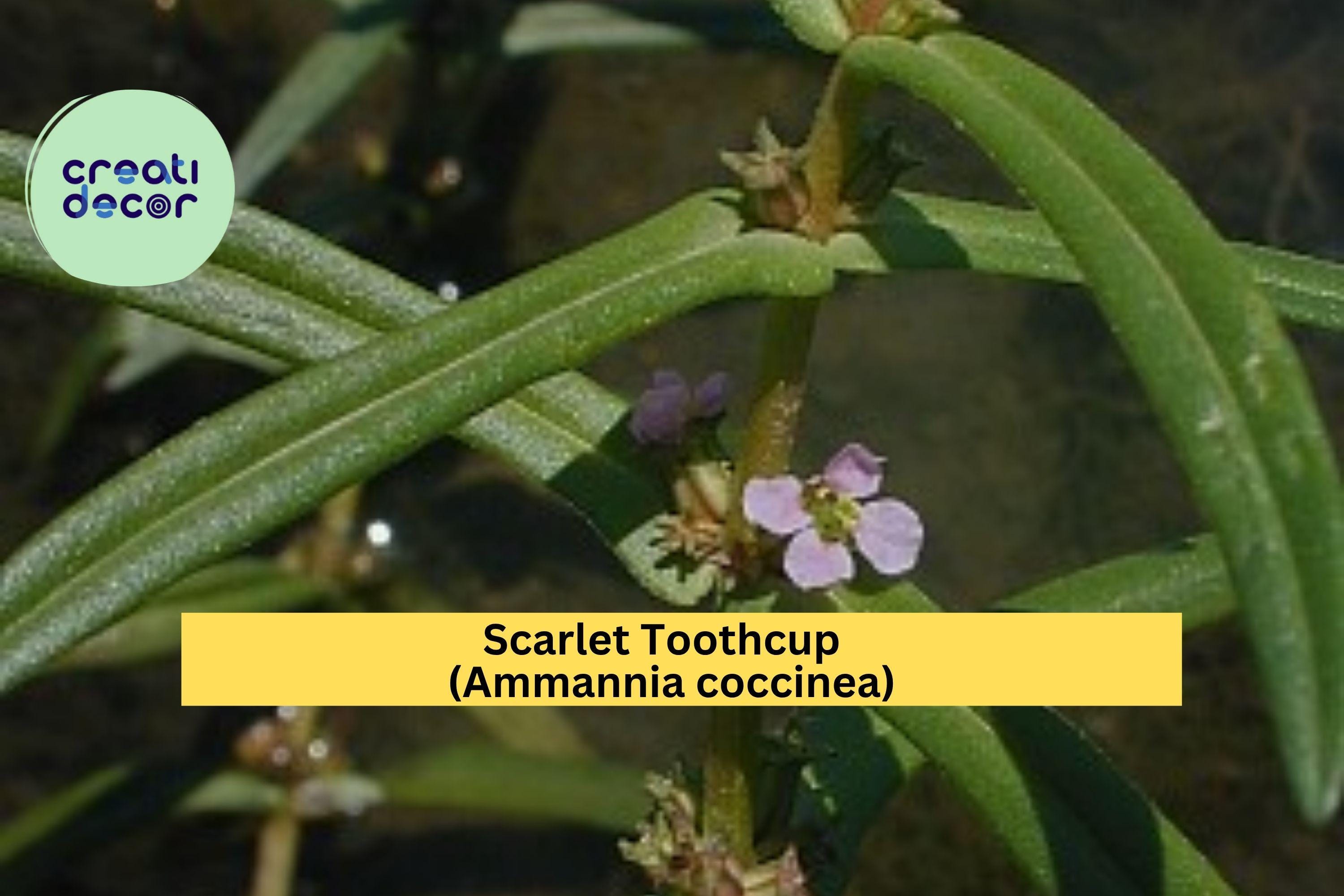 Scarlet Toothcup Seeds (Ammannia coccinea) – 1000 Native Wetland Seeds | Red Aquatic Wildflower | Pond Edge, Rain Garden | Zones 6–11