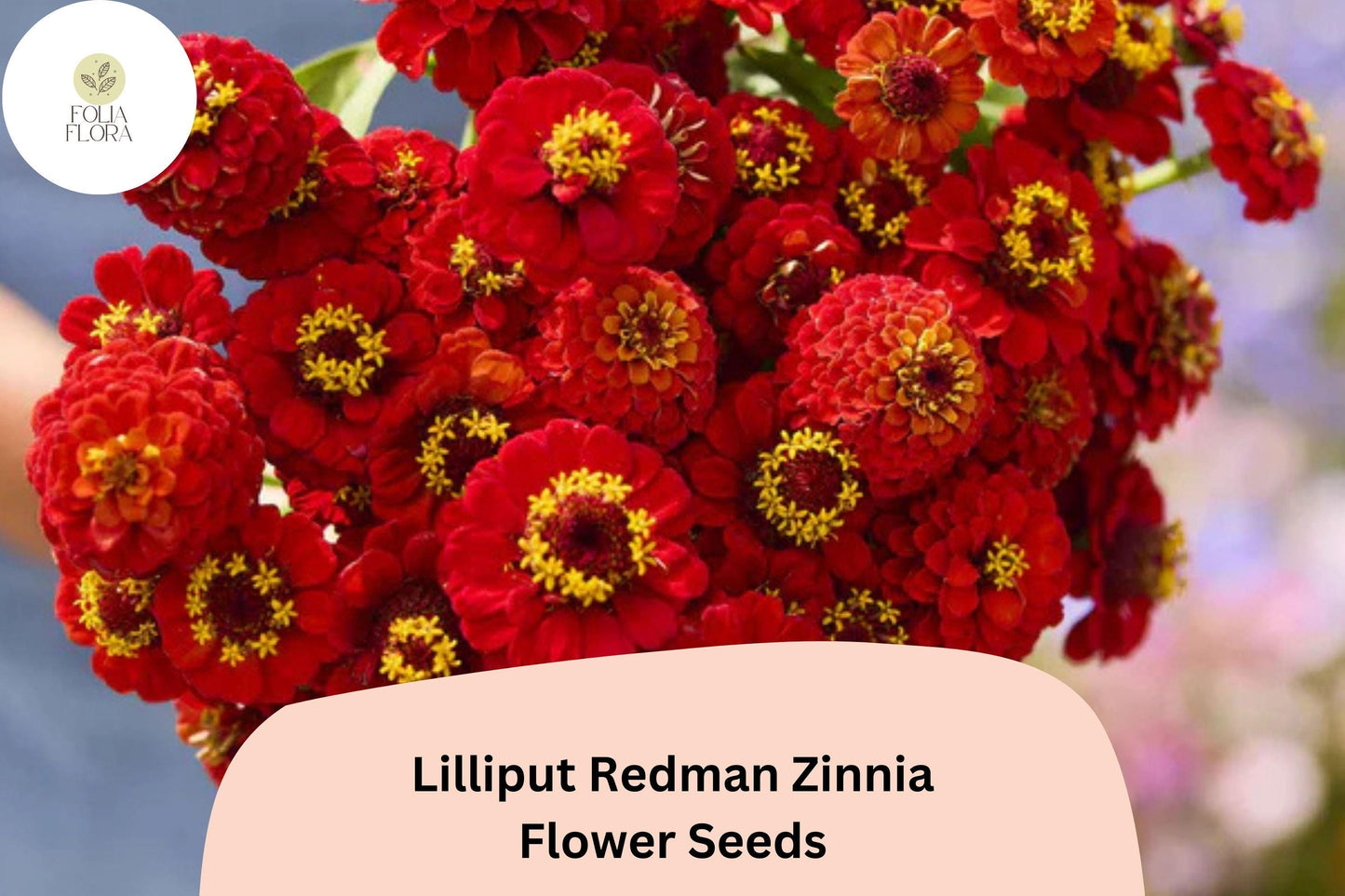 100+ Lilliput Redman Zinnia Seeds | Compact Heirloom Annual Garden Flowers | Easy to Grow Pollinator-Friendly Blooms