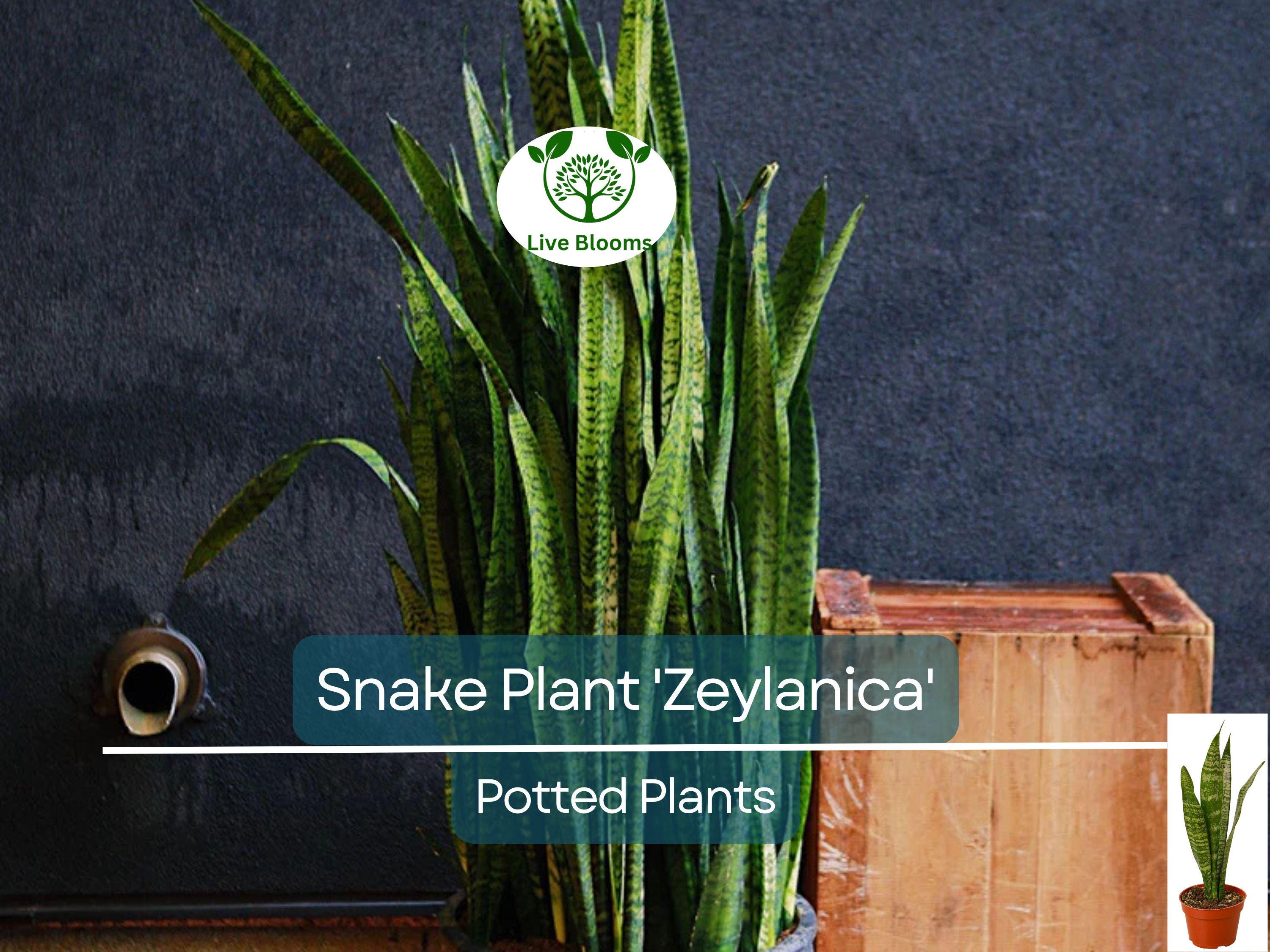 1 Sansevieria Trifasciata Snake Plant in 4" Pot - Low Maintenance Indoor Houseplant, Air Purifying
