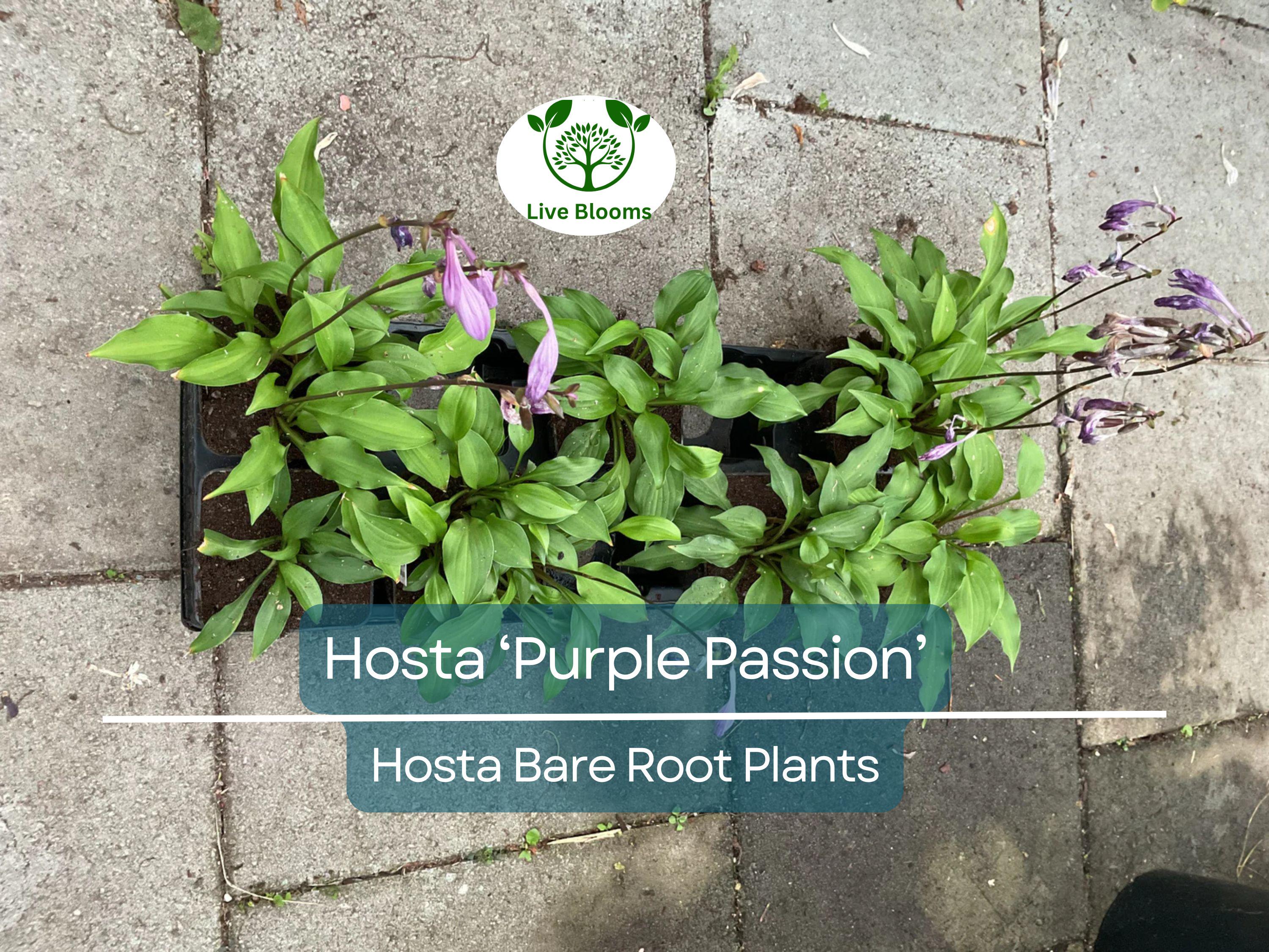 7 Live Hosta Plants – Bare Root “Purple Passion” Variety – Shade Perennial with Green Foliage – Easy to Grow & Hardy