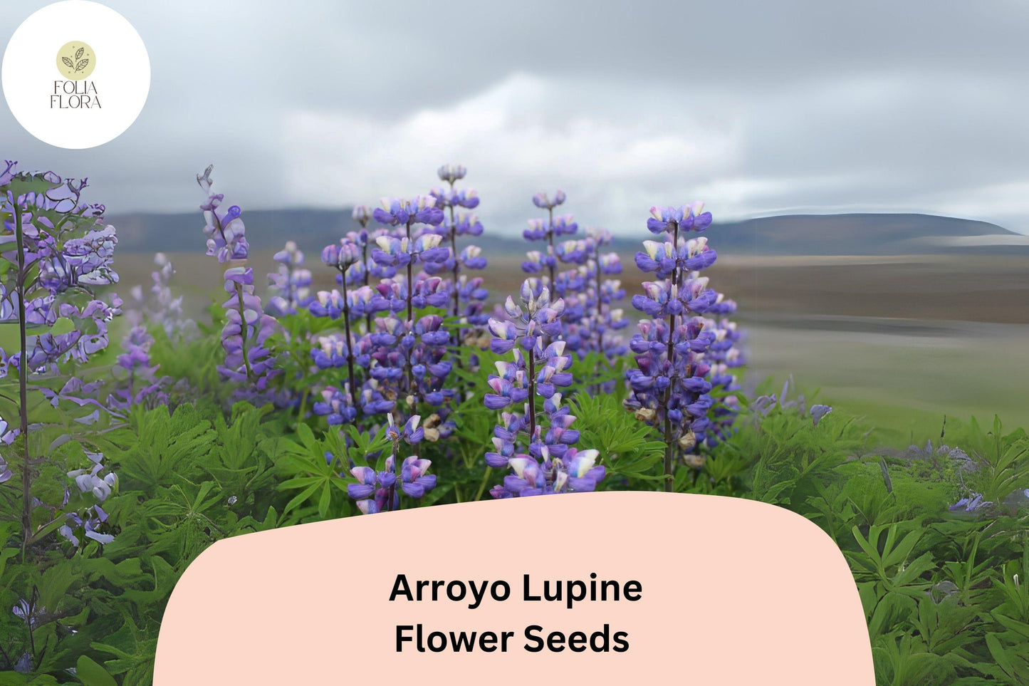 Lupinus succulentus Arroyo Lupine Seeds – 25+ Beautiful Blue-Purple Wildflowers for Gardens & Pollinators