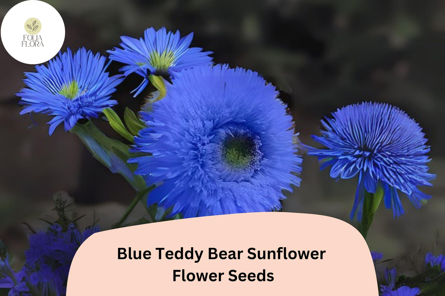 50 Blue Teddy Bear Sunflower Seeds | Rare Fluffy Bloom | Unique Garden Flower | Non-GMO | Perfect for Borders, Beds & Pots