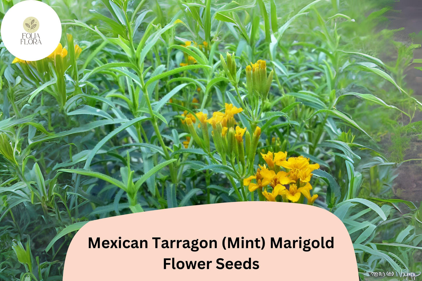 25+ Mexican Tarragon (Mint Marigold) Seeds | Tagetes lucida | Aromatic Herb & Ornamental Flower for Garden Planting