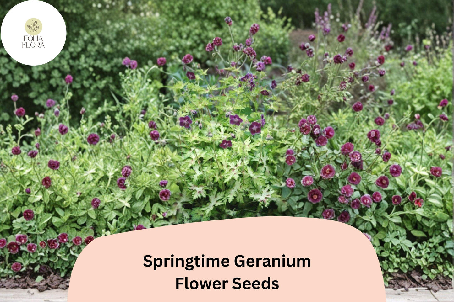 25+ Springtime Geranium Seeds | Hardy Perennial Cranesbill | Colorful Garden Flowers for Borders, Beds & Pollinator Gardens