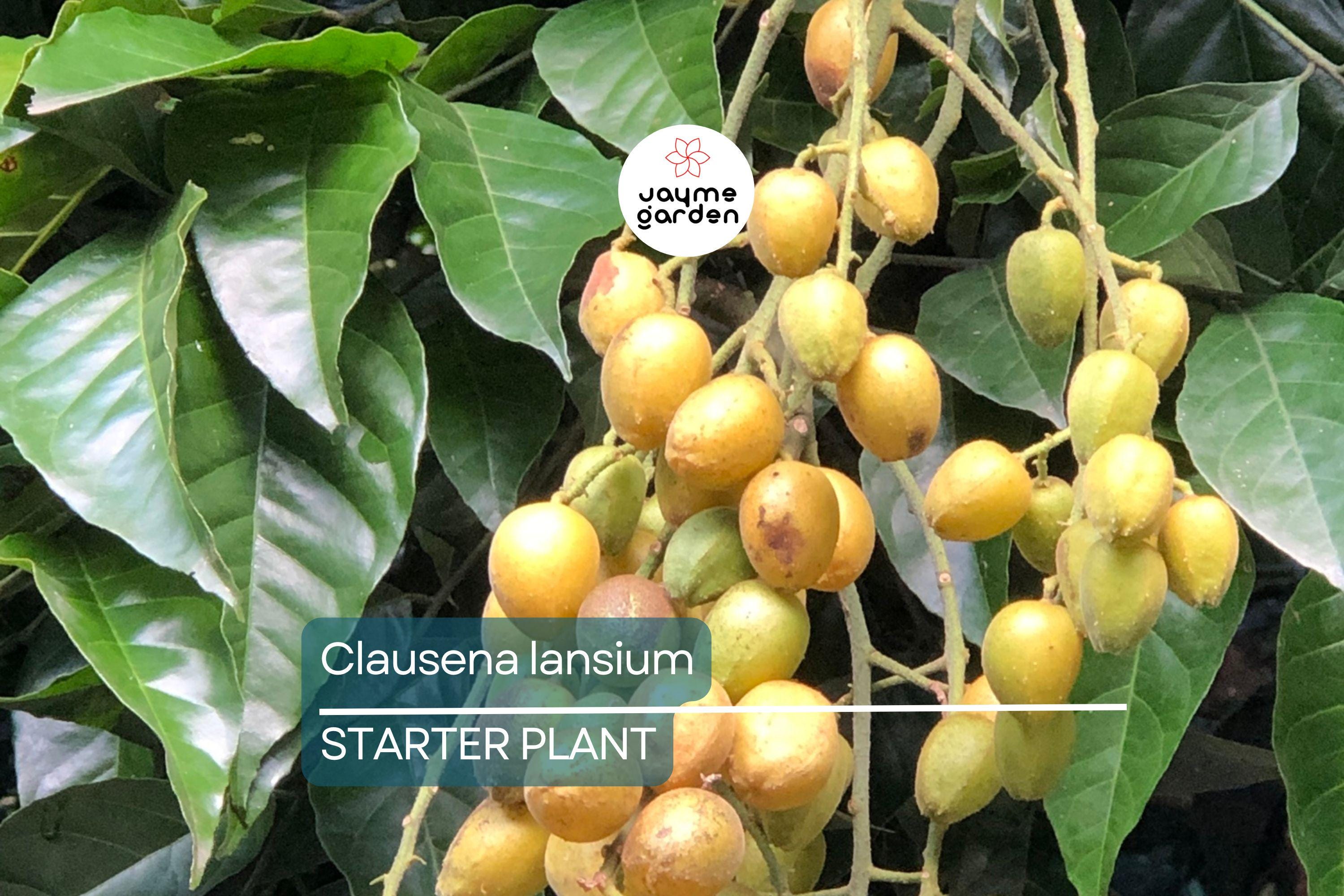 Wampee Tree 10” Seedling (Clausena lansium) Tropical Fruit Live Plant with Pot