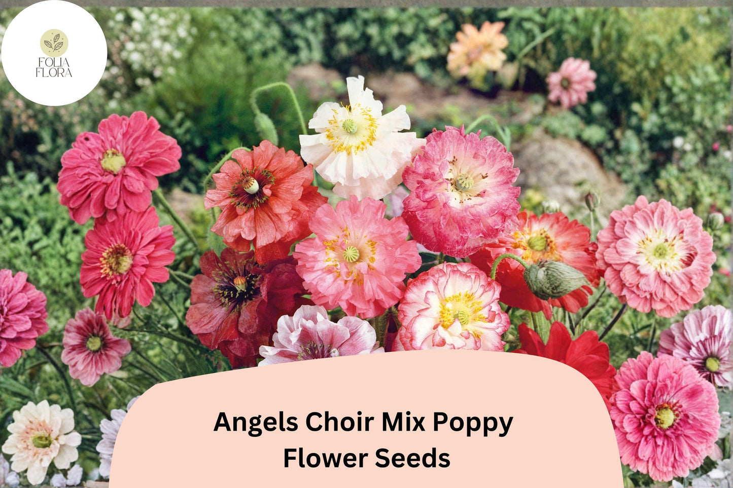 200+ Angels Choir Mix Poppy Seeds | Papaver | Vibrant Garden Blooms | Easy-to-Grow Annual Flower Seeds for Beds & Pots