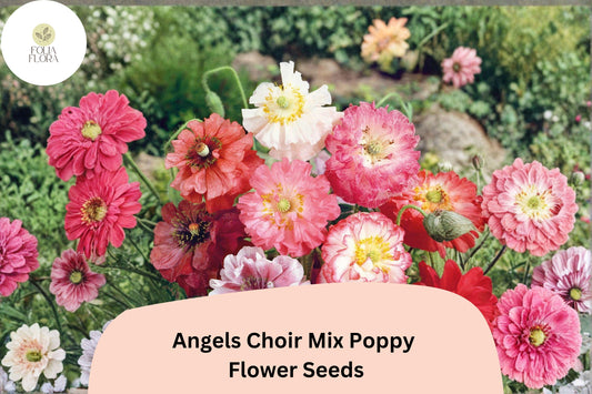 200+ Angels Choir Mix Poppy Seeds | Papaver | Vibrant Garden Blooms | Easy-to-Grow Annual Flower Seeds for Beds & Pots