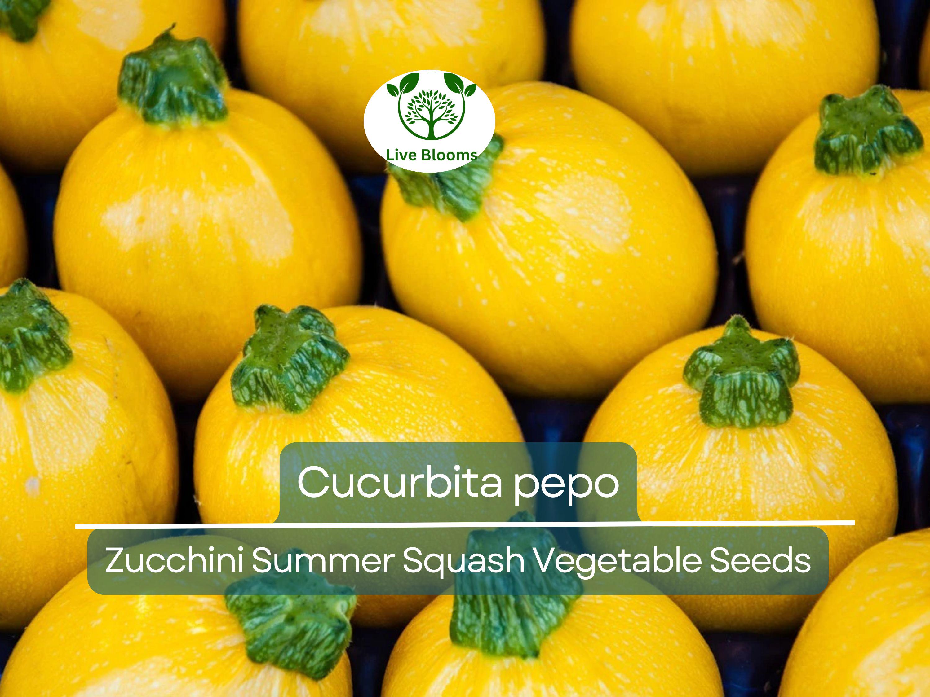 1 Gram Seeds Summer Squash Round Zucchini – Cucurbita pepo | Heirloom Vegetable for Planting, Gardening & Fresh Harvests