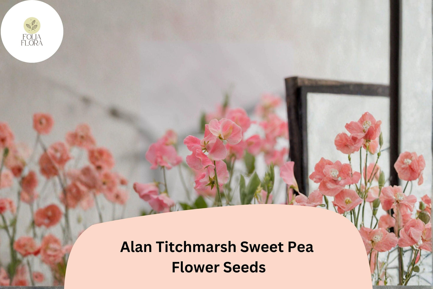 50+ Alan Titchmarsh Sweet Pea Seeds | Soft Salmon-Pink Heirloom Climbing Flowers for Garden