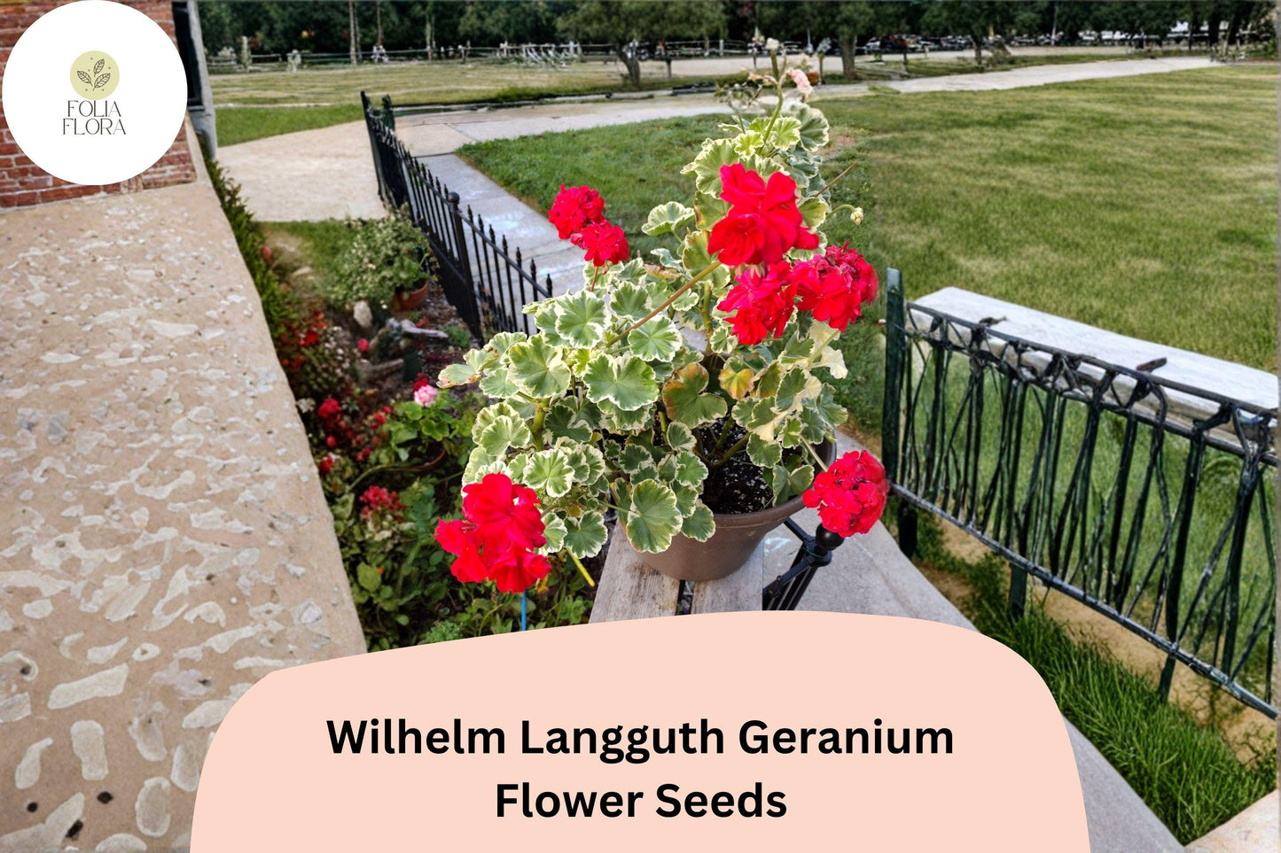 25+ Wilhelm Langguth Geranium Seeds | Variegated Leaf Zonal Geranium | White Red Bloom Garden Flower