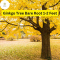 1 Ginkgo Tree (Ginkgo biloba) – Live Bare Root Plant 1-2 Feet