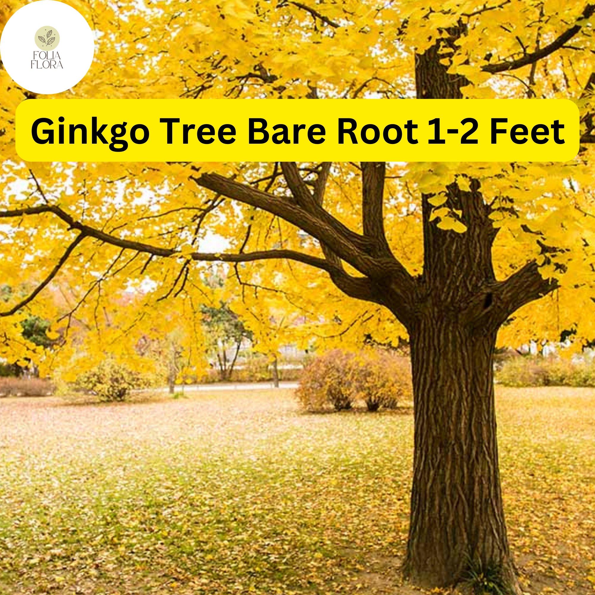 1 Ginkgo Tree (Ginkgo biloba) – Live Bare Root Plant 1-2 Feet