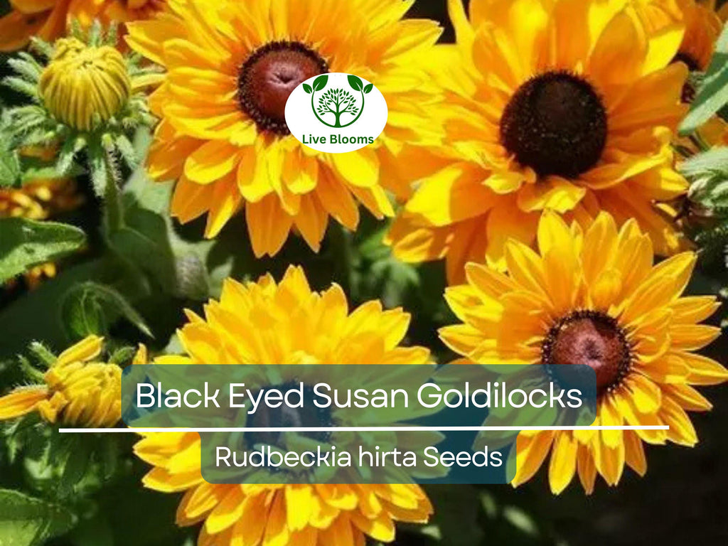 100 Seeds Black Eyed Susan Goldilocks Rudbeckia Double Blooms - Rare, Non-GMO, Perennial, Vibrant Flowers, Pollinator-Friendly