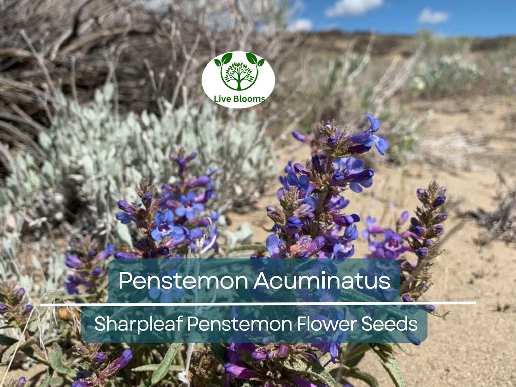 100 mg Seeds Penstemon Acuminatus (Sharpleaf Penstemon) for Planting | Native Perennial Wildflower for Pollinator Gardens & Landscaping