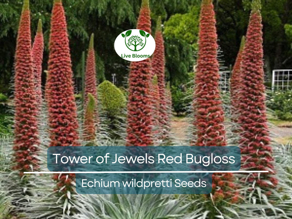 50 Tower of Jewels Red Bugloss Seeds (Echium wildpretti) | Tropical, Hardy Perennial, Vibrant Flowers, Attracts Pollinators