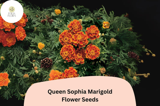 25+ Queen Sophia Marigold Seeds | Tagetes patula | Compact French Marigold with Orange-Red & Gold Blooms | Garden Flower Seeds