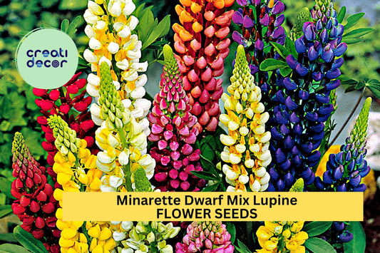 25+ Minarette Dwarf Mix Lupine Seeds – Compact Spiked Blooms in Colorful Shades for Garden Beds, Borders & Pots – USA