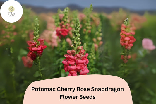 Antirrhinum majus Potomac Cherry Rose Snapdragon Seeds – 1000+ Vibrant Pink-Red Blooms for Garden & Cut Flowers