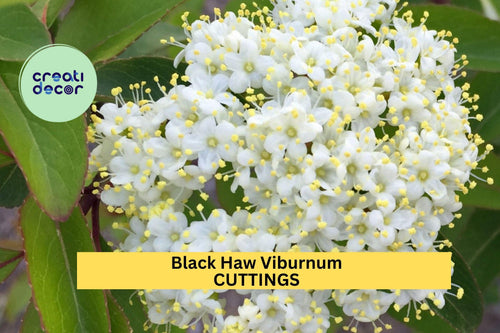 1 Blackhaw Viburnum Cutting – Viburnum prunifolium | Native Shrub Cutting for Planting | Hardy Flowering Shrub for Landscape or Garden
