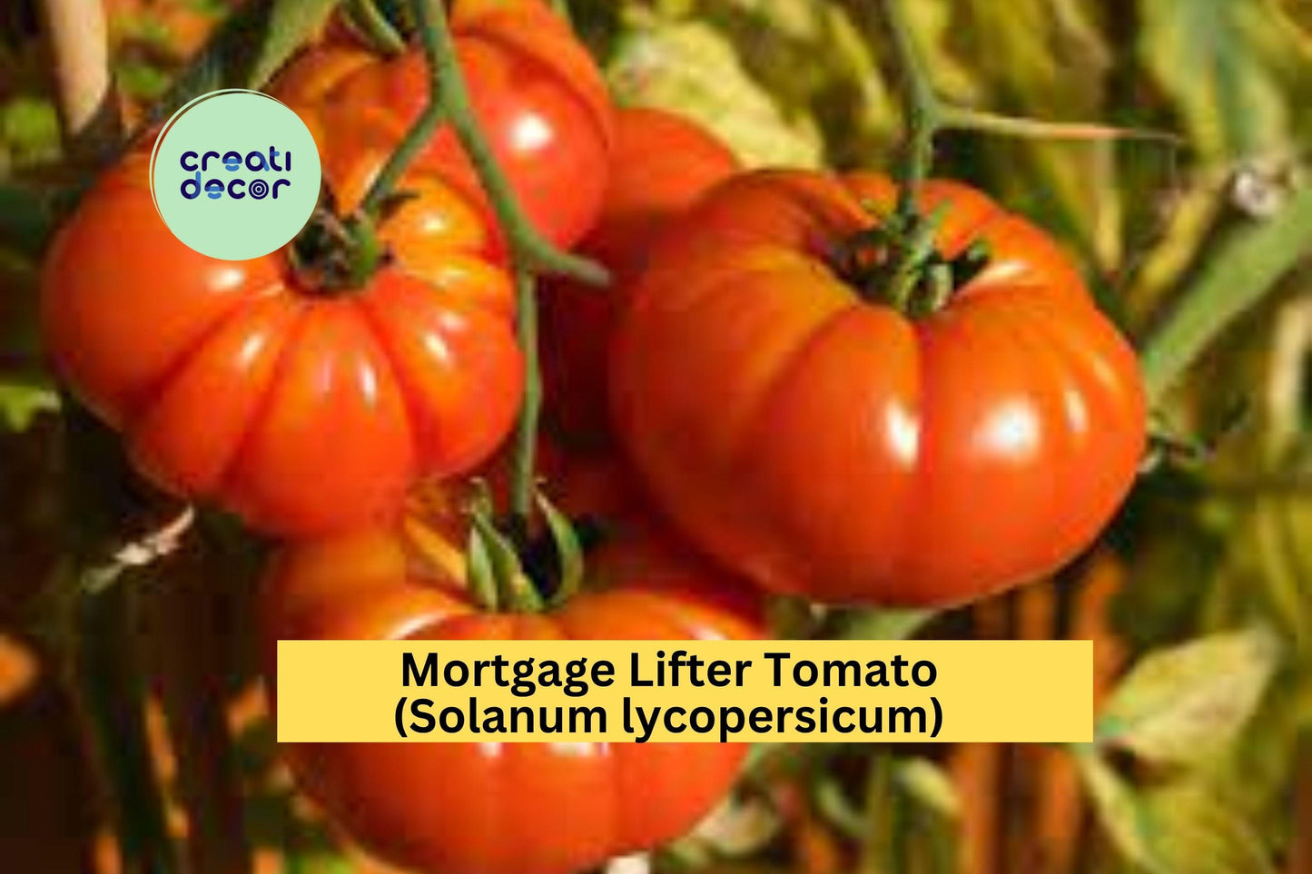 Mortgage Lifter Tomato Plants | Lot of 4 Live Heirloom Starters | 6–10 Inch Garden Plants