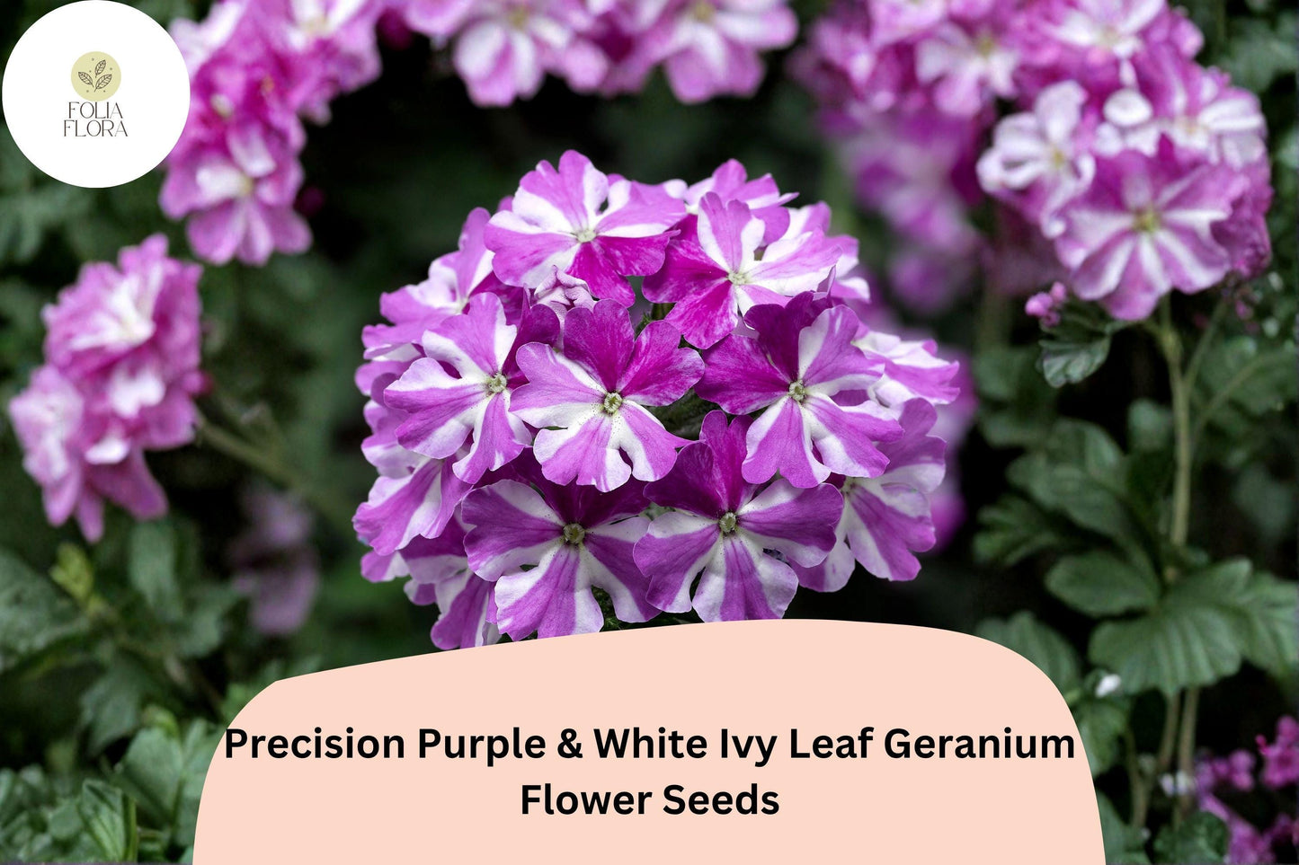 25+ Precision Purple & White Ivy Leaf Geranium Seeds | Trailing Bicolor Geranium | Hanging Basket and Garden Plant