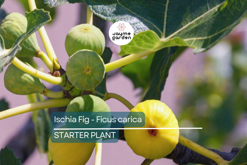 Ischia Fig - Ficus carica | Live Well-Rooted Starter Plant | Spring Special | Sweet Berry Flavor | Zone 6-9