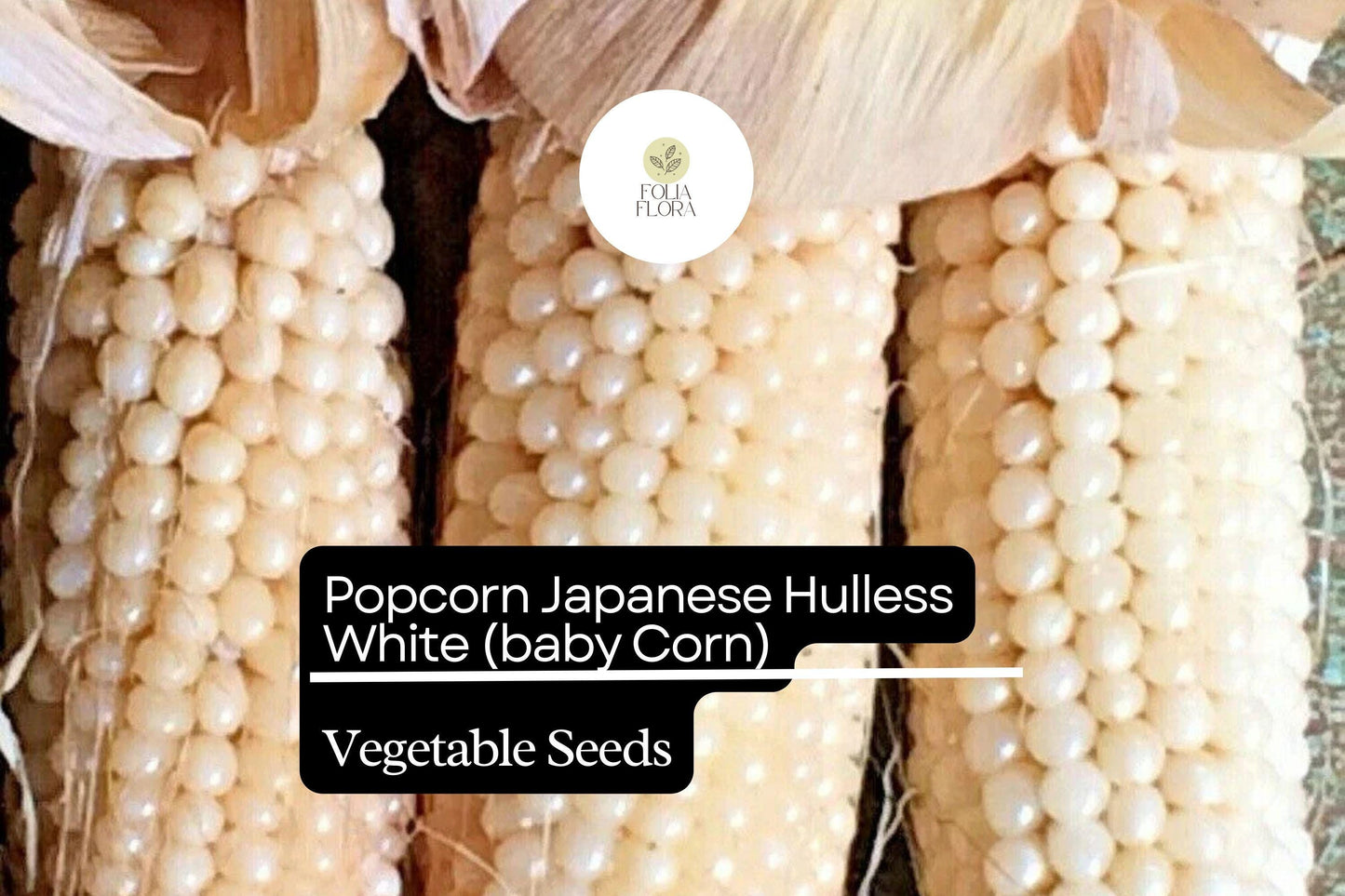 5g Popcorn Japanese Hulless White Seeds Zea mays | Tender Baby Corn & Gourmet Popcorn Variety