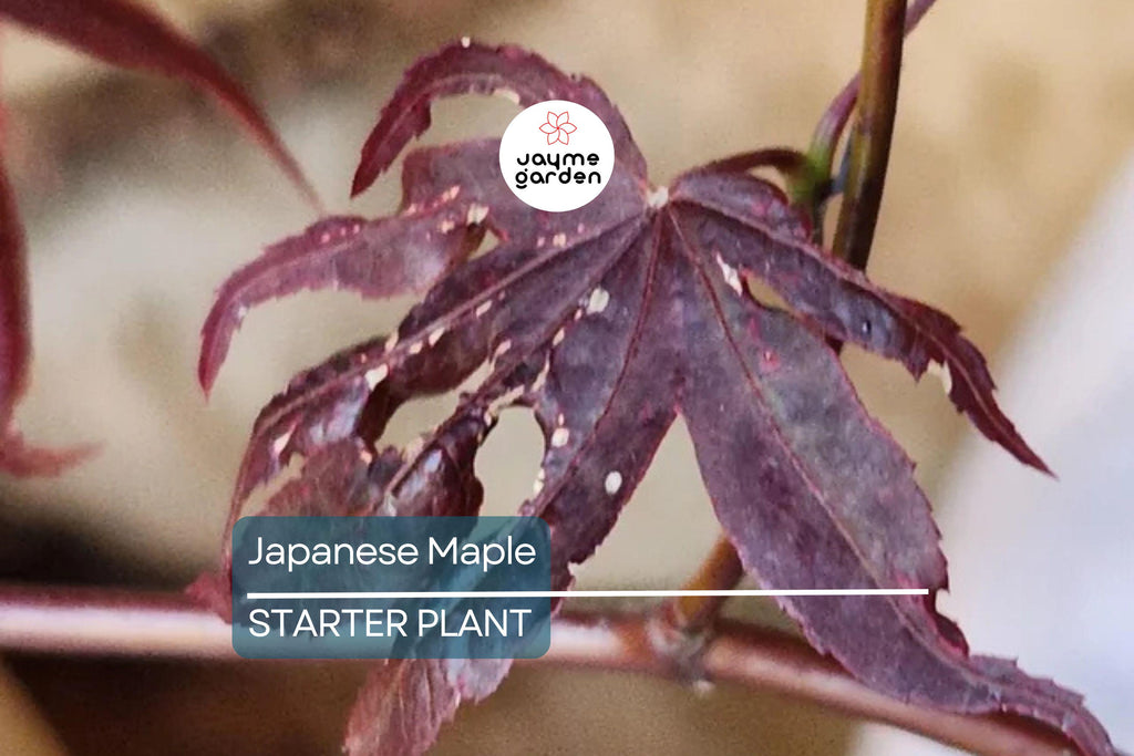 3 Dormant Japanese Maple Seedlings - Acer palmatum 'Bloodgood' - 8-10” Tall - Stunning Red Foliage - Ideal for Bonsai & Gardens