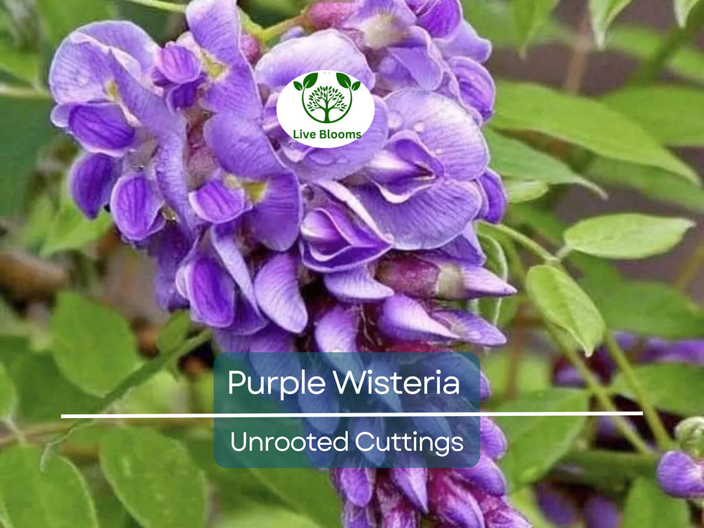 10 Hardy Purple Wisteria Unrooted Cuttings 6" - Wisteria Sinensis for Garden, Vines, and Pergolas
