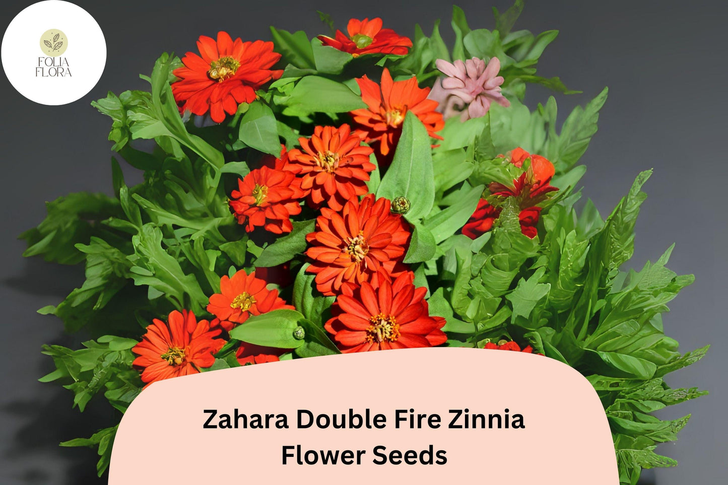 100+ Zahara Double Fire Zinnia Seeds – Bright Orange-Red Annual Flowers for Garden Planting, Borders & Containers