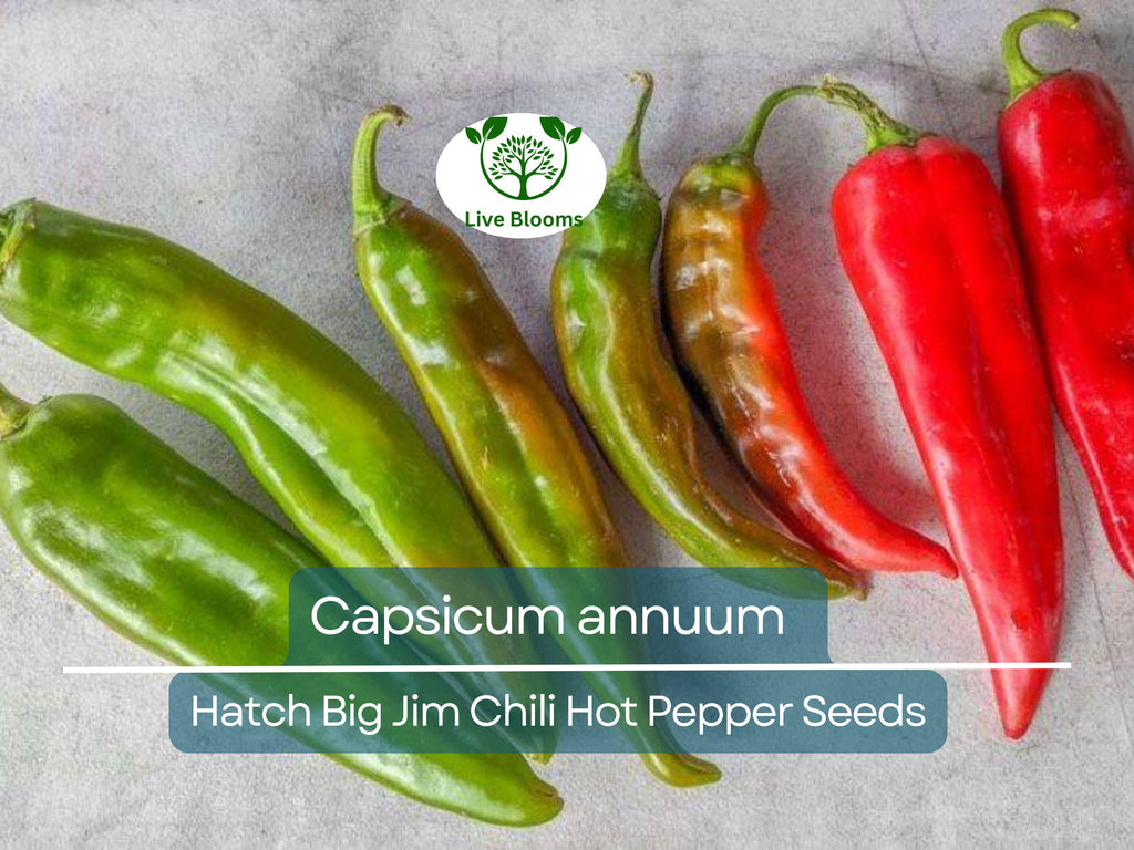 30 Seeds Hot Hatch Big Jim Chili Pepper – Capsicum annuum | Heirloom Hot Pepper for Planting, Gardening & Flavorful Harvests