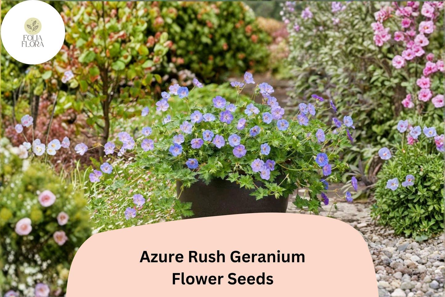25+ Azure Rush Geranium Seeds: Hardy Perennial Garden Plant, Blue-Purple Blooms, Easy to Grow, Ideal for Pots & Borders