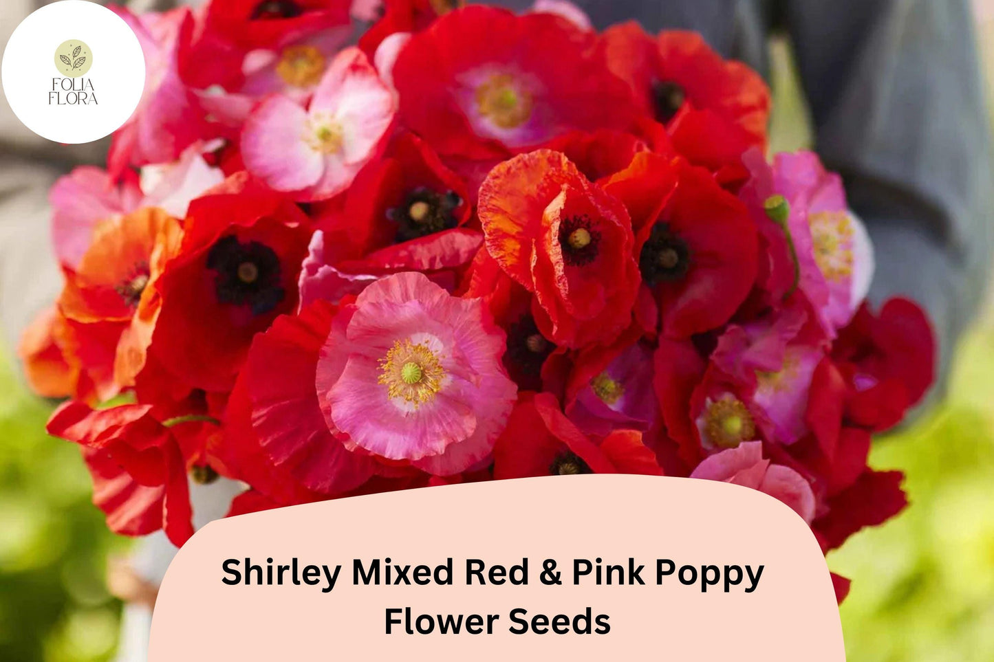 200+ Shirley Mixed Red & Pink Poppy Seeds for Garden Planting – Vibrant Double Blooms, Easy to Grow Annual Wildflower