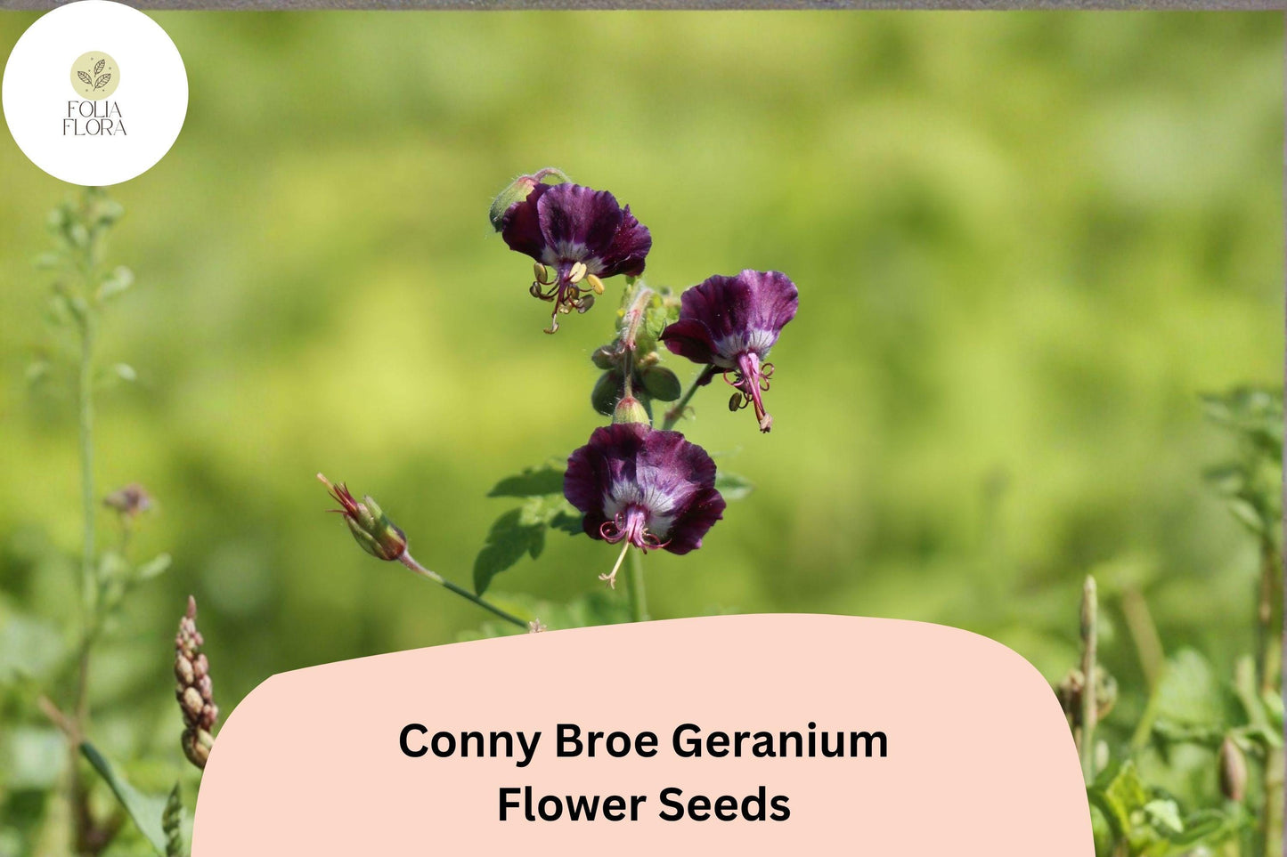 25+ Conny Broe Geranium Seeds | Purple Hardy Cranesbill | Perennial Garden Flower & Ground Cover Plant