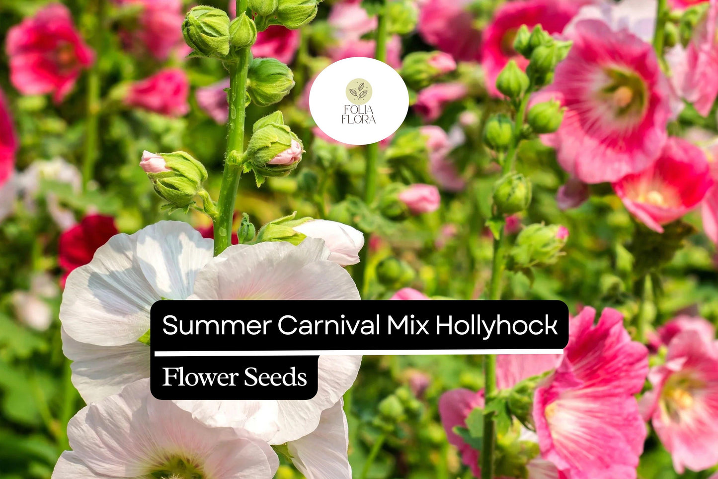 250 Seeds Summer Carnival Mix Hollyhock (Alcea rosea) – Vibrant Biennial Blooms, Pollinator-Friendly, Cottage Garden Favorite