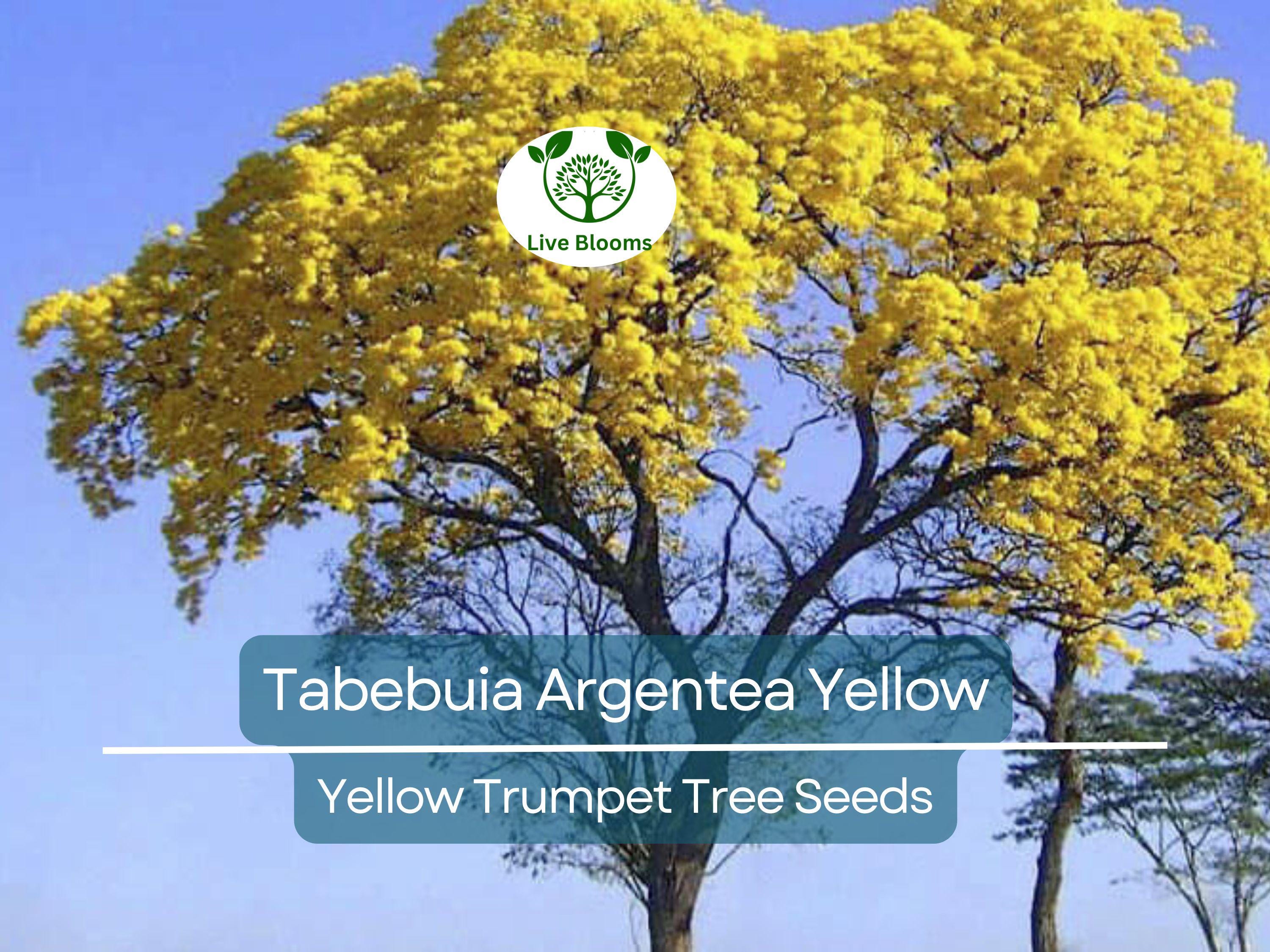10 Seeds Tabebuia Argentea Yellow (Yellow Trumpet Tree) for Planting - Vibrant Yellow Flowers, Tropical, Garden, Landscaping, Ornamental