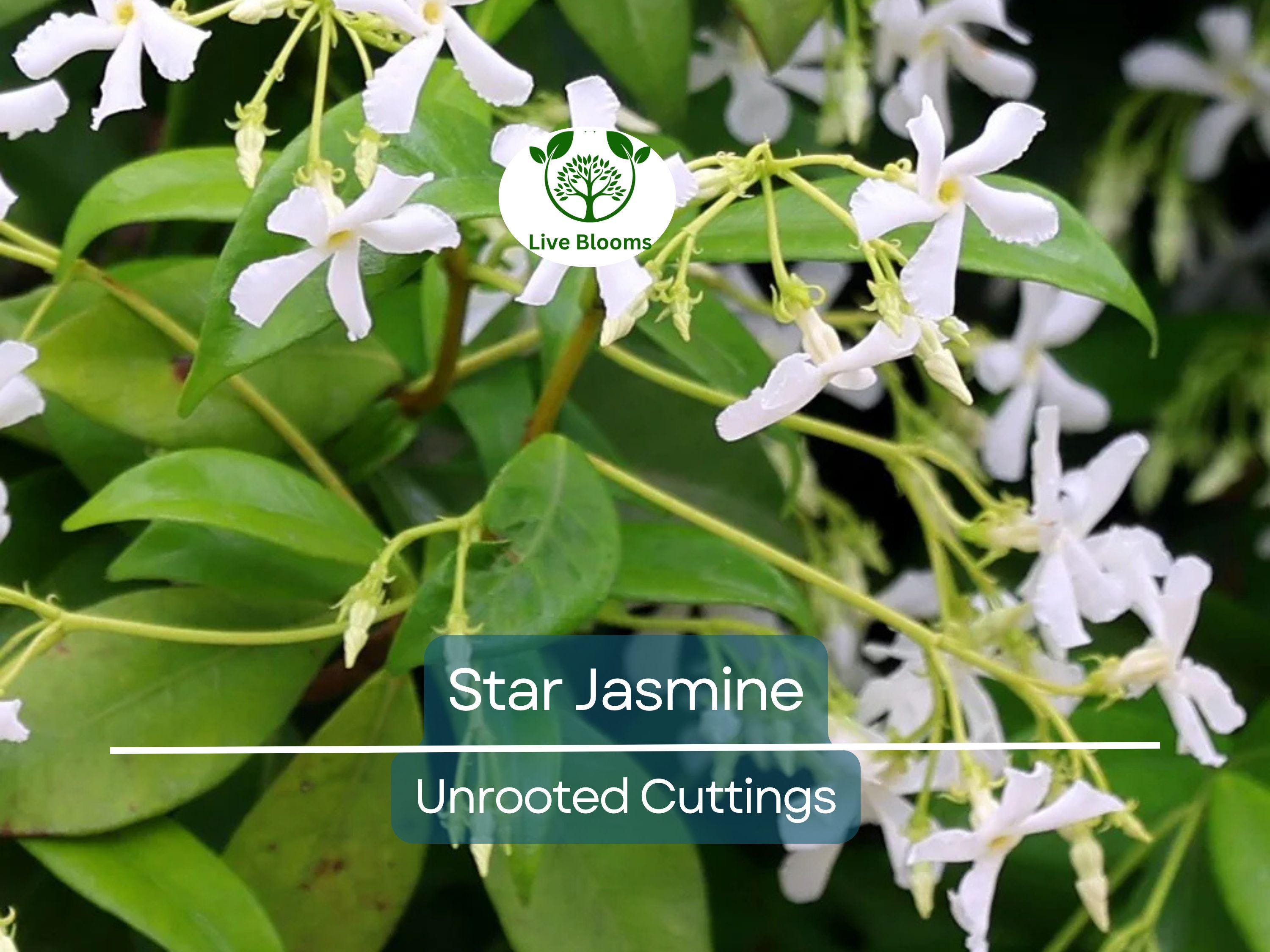 7 Jasminoides Trachelospermum Star Jasmine Cuttings, 6" Unrooted, Fragrant Flowering Plant, Perfect for Vines & Gardens, Easy to Grow