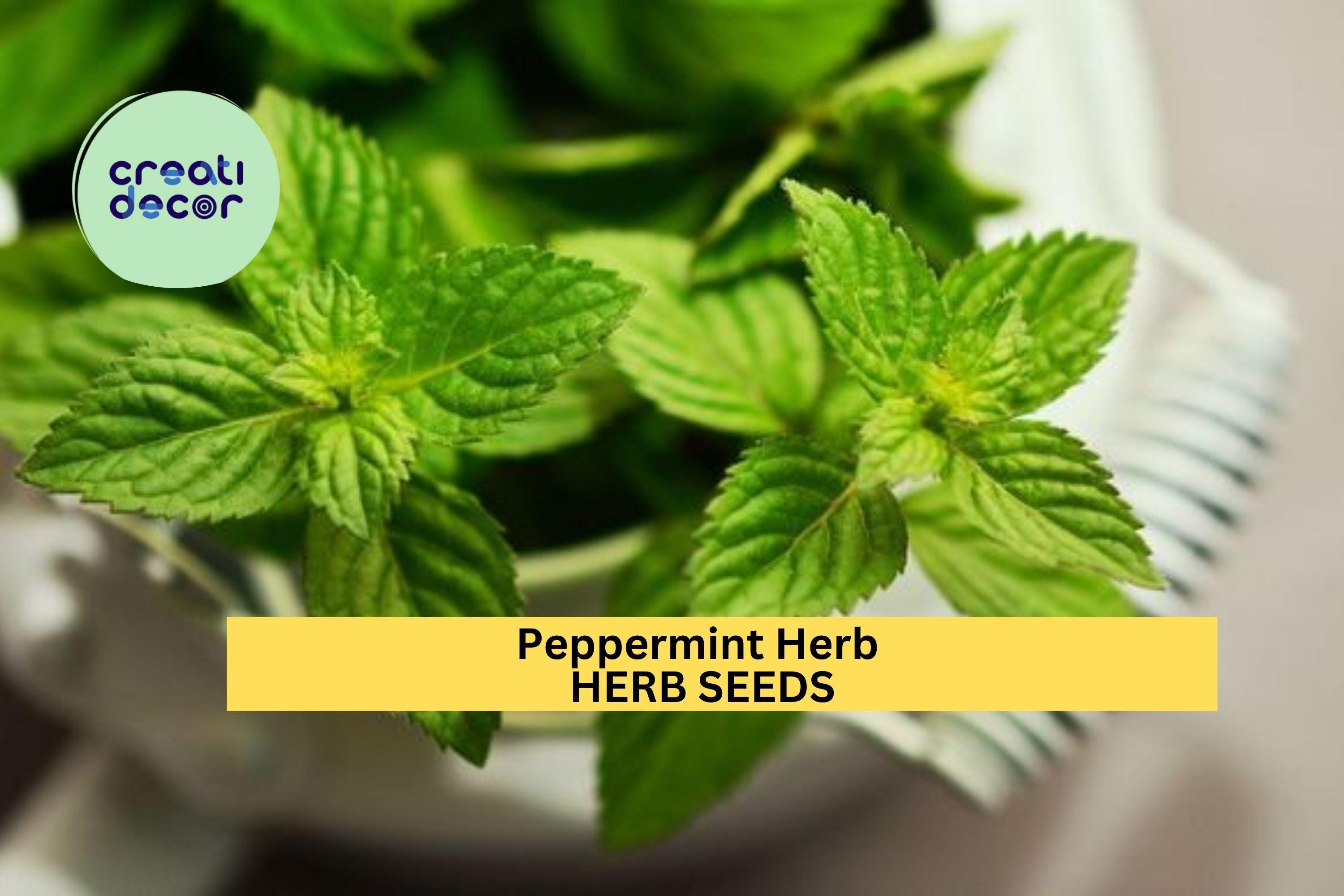3pcs of 30mg Peppermint Herb Seeds – Strong Aromatic Mint for Tea, Cooking & Remedies – Easy to Grow Seeds for Planting Indoors or Outdoors