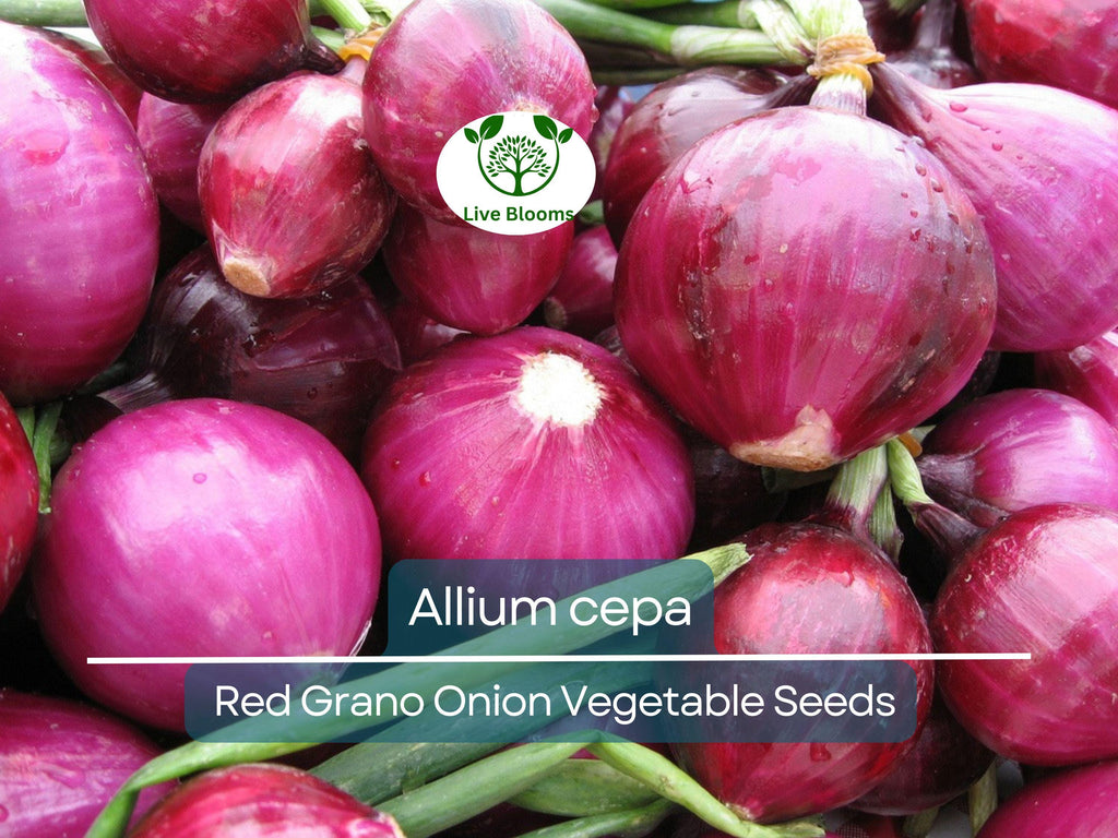 250 mg Seeds Onion Red Grano – Allium cepa | Heirloom Red Onion Seeds for Planting, Gardening & Flavorful Harvests
