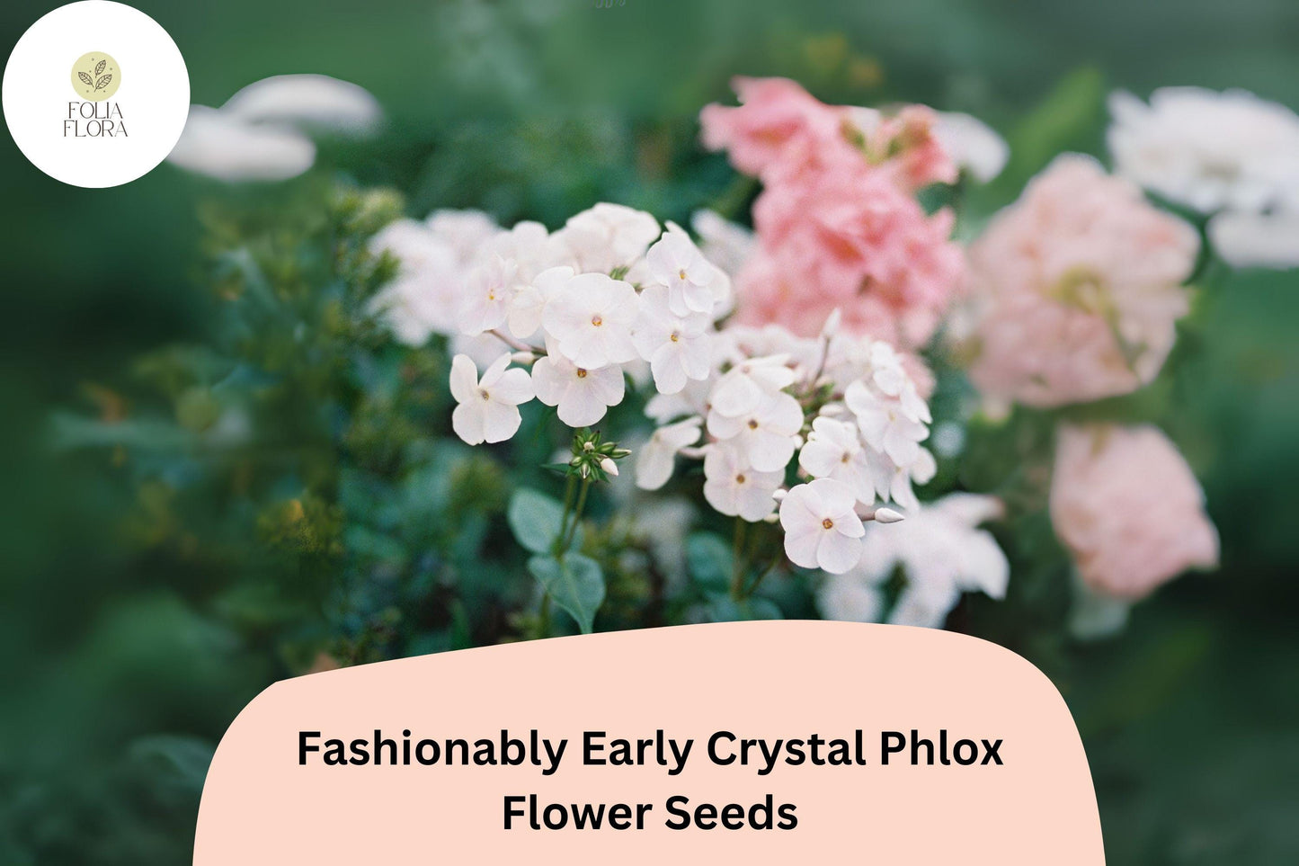 100+ Fashionably Early Crystal Phlox Seeds for Garden Planting | Phlox paniculata | White Perennial Flower Seeds