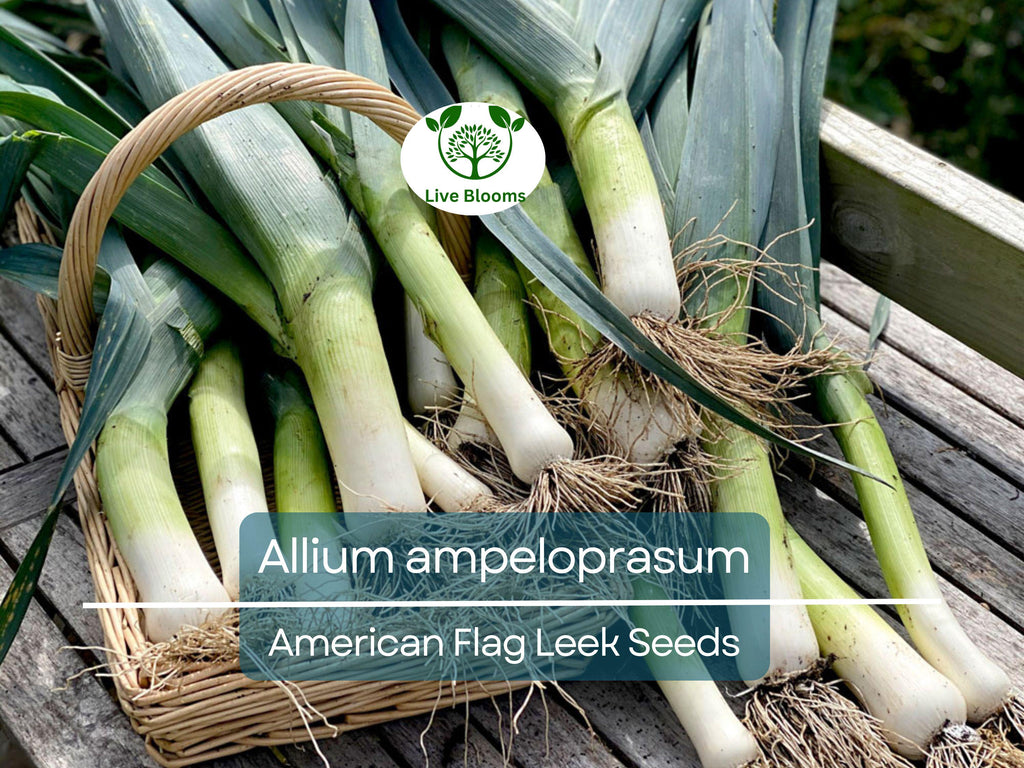 150 Seeds American Flag Leek - Allium ampeloprasum, Heirloom Leek Variety, Non-GMO, Easy to Grow, Hardy, Great for Gardeners & Cooks