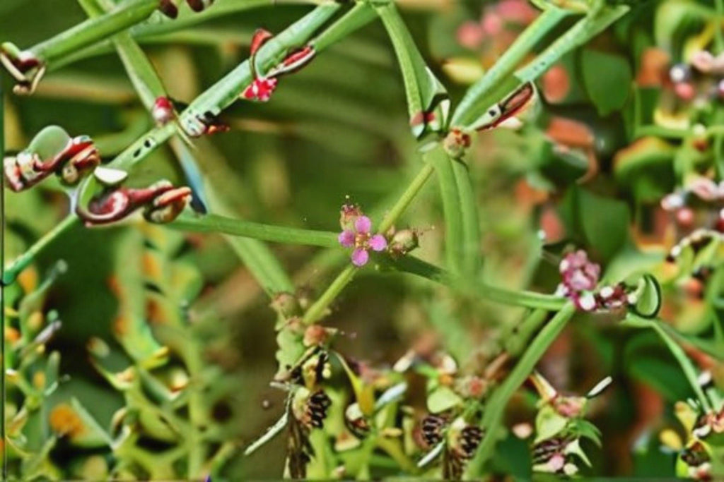 Ammannia coccinea/Scarlet Toothcup – 1,000 Seeds | Native Wetland Annual | Scarlet Red Blooms | Pollinator-Friendly